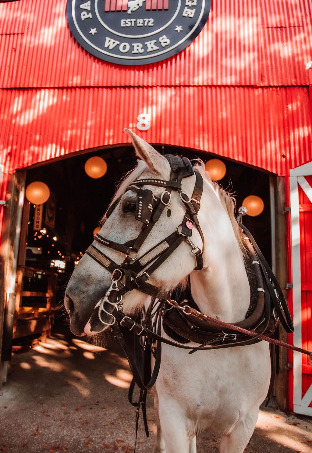 a close up of a horse