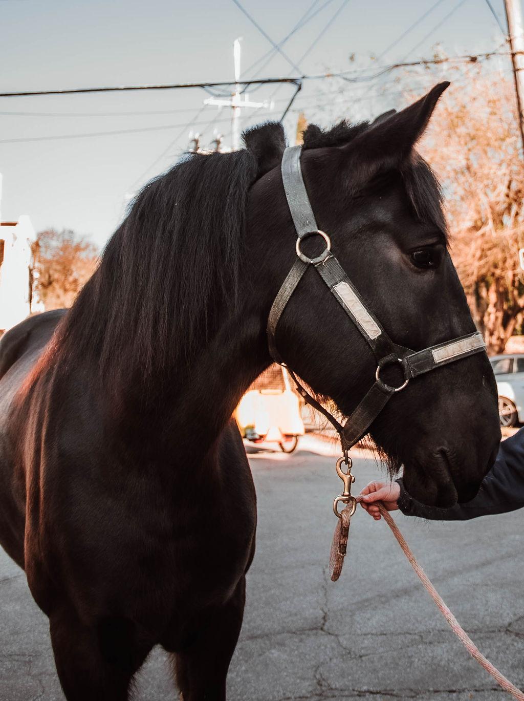 a close up of a horse