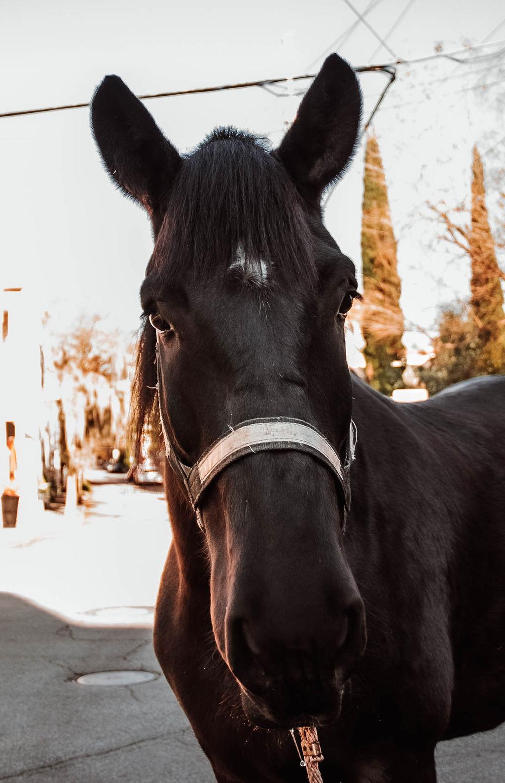 a close up of a horse that is looking at the camera