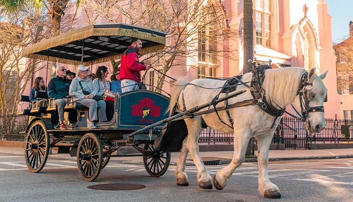White horse guides tourist through the public in Charleston, SC on Palmetto Carriage Works horse drawn ride