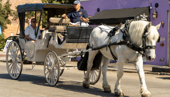 Daytime Private Carriage Rides available in Charleston, SC from Palmetto Carriage Rides.