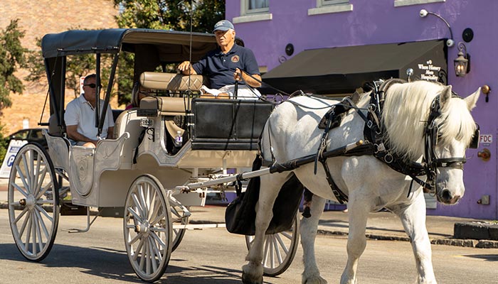 White Palmetto Carriage Works horse drawn private tour ride in the Charleston, SC
