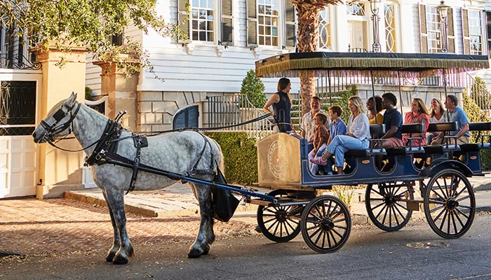 White horse guides tourist through the public Charleston, SC Palmetto Carriage Works horse drawn tour ride