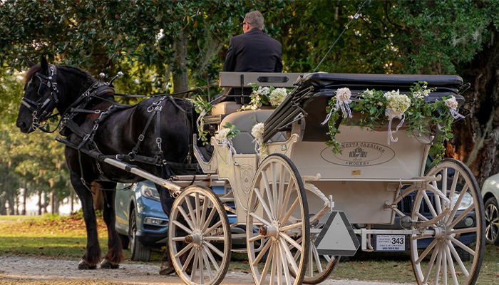 Formal white horse drawn buggy decorated for a private wedding prepared by Palmetto Carriage Works, offering the best wedding carriages in Charleston, South Carolina.