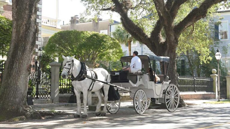 Private, white horse drawn Palmetto Carriage Works date night tour through historic Charleston, SC is the perfect date