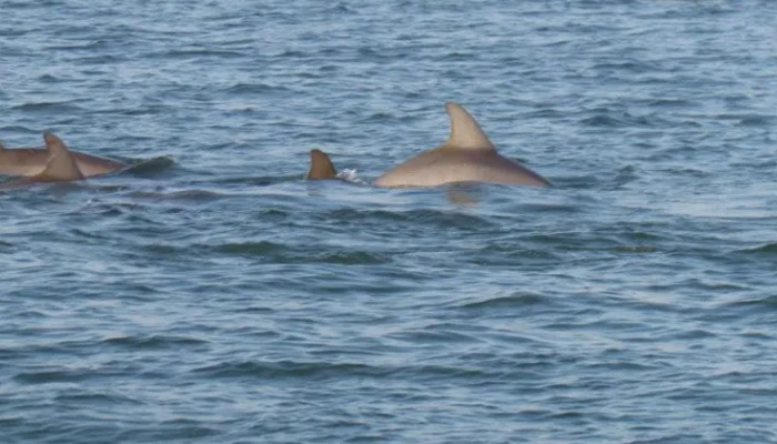 Dolphin Discovery Sunset Cruise in Charelston.